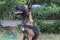 Handsome *Pivot Belgian Malinois in Nylon Dog Tracking Harness
