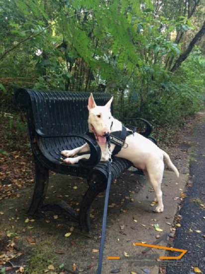 *Bullet on a Walk in His Best Nylon Harness for Pulling, Tracking, Training and SAR