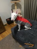 Nylon English Bullterrier Coat Harness for Winter Warming
