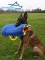 *Cobra Trains with French Linen Soft Puppy Sleeve for Belgian Malinois 30% DISCOUNT