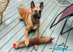 *Argo Playing with Huge Leather Bite Tug with 2 Handles for Belgian Malinois