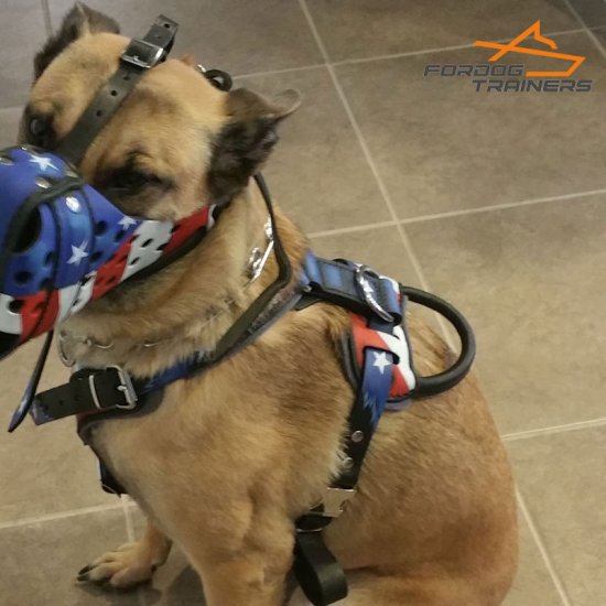 Belgian Malinois Looks Perfect in Leather Dog Harness with Handpainted American Flag - Click Image to Close