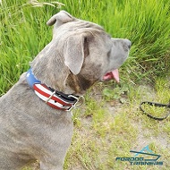 Handsome American Staffordshire Presenting Handpainted Leather Dog Collar
