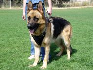 Professional Leather Dog Harness for Agitation Training and Comfortable for Walking